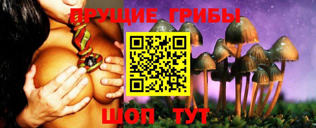 Кинель  Галлюциногенные грибы Psilocybe  Вход с VPN 